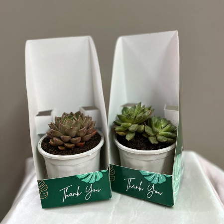 Succulent with premium box packing