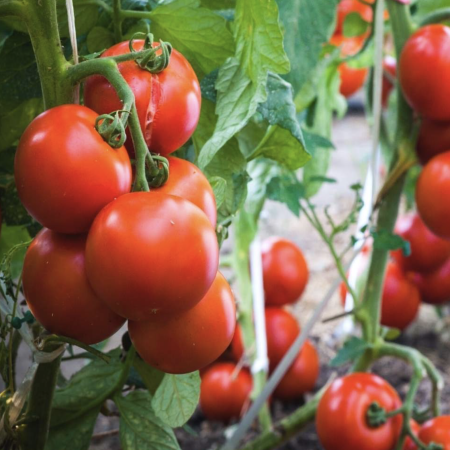 Tomato Seed