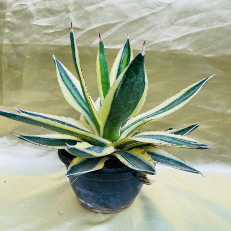 Agave lophantha ‘Superwhite’