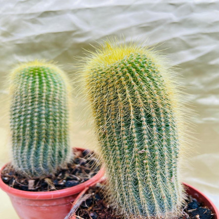 Cacti Mammillaria BKK