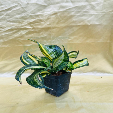 Sansevieria silver swirl
