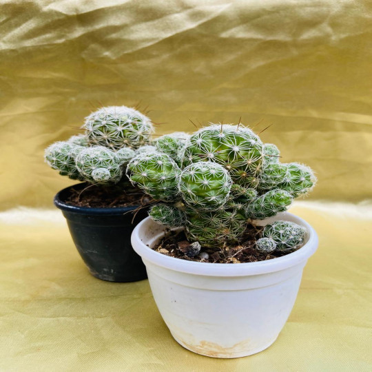Cacti Mammillaria Gracilis - Antje