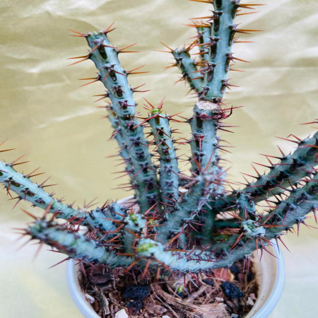 Euphorbia aeruginosa