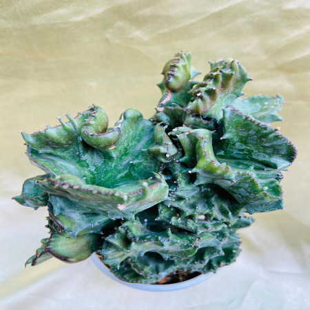 Euphorbia Lactea Cristata