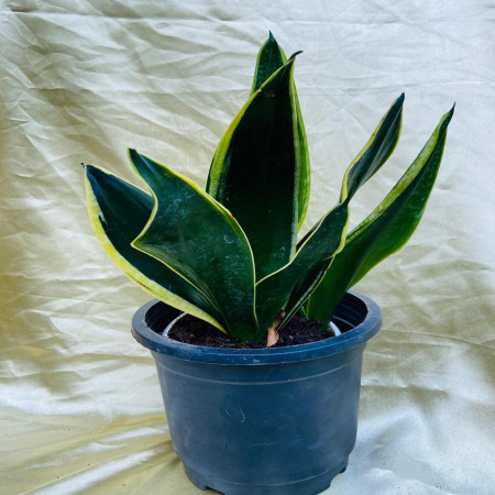 Snake plant- sansevieria black gold