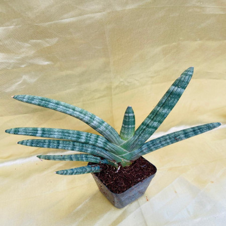 Sansevieria cylindrica
