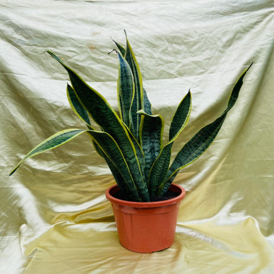 Sansevieria laurentii