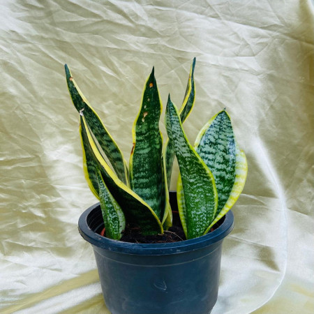 Snake plant- sansevieria superba futura