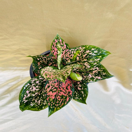 Aglaonema pink dotted