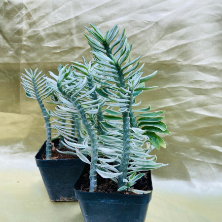 Pedilanthus Tithymaloides Nan - Variegata
