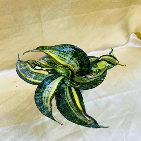 Sansevieria silver swirl