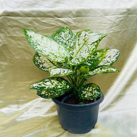 Aglaonema White dotted