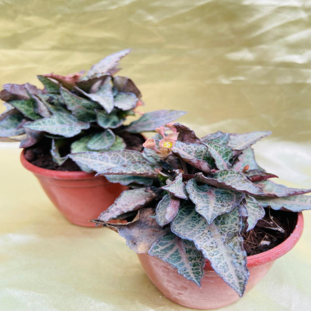 Euphorbia francoisii hybrid