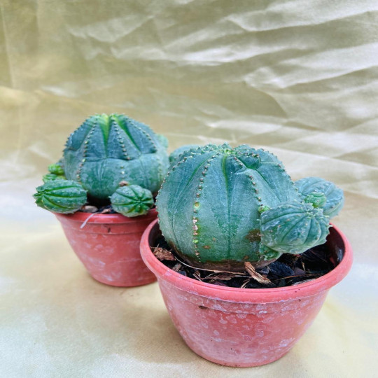 Euphorbia Obesa X Meloformis