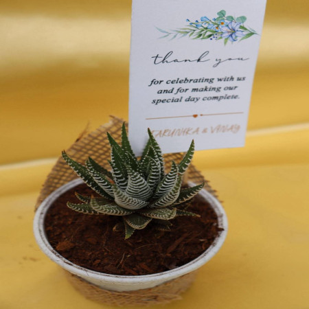 Succulent In Plastic Pot Wrapped With Jute