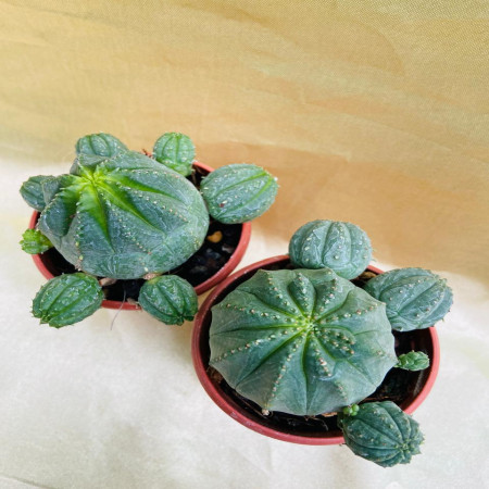 Euphorbia Obesa X Meloformis