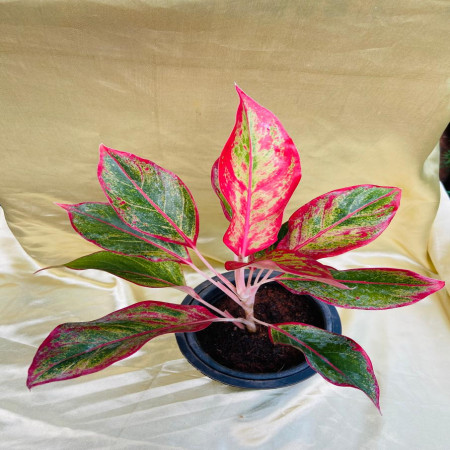 Aglaonema Lipstick