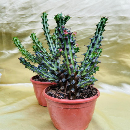 Euphorbia Spp. Nova