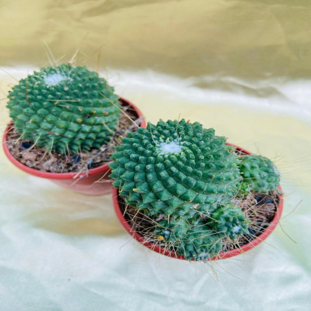 Cacti Mammillaria Polythele - Teluca
