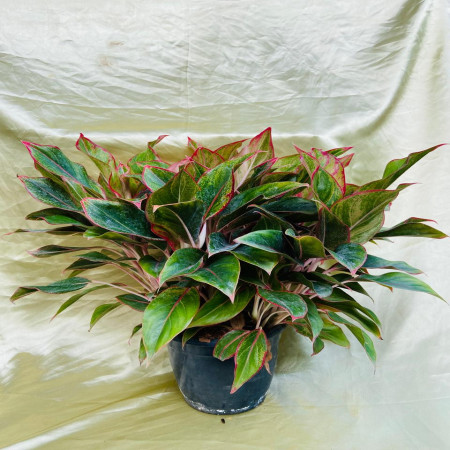 Aglaonema lipstick multiple shoot
