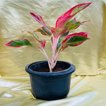 Aglaonema Lipstick