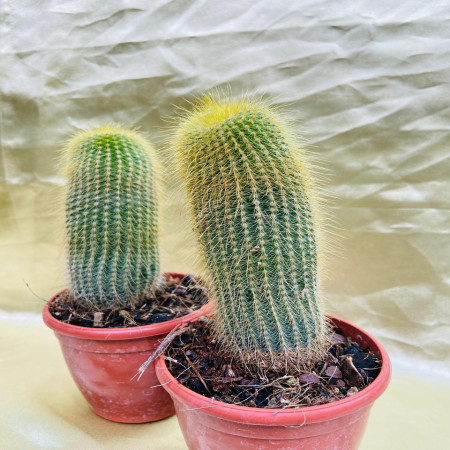 Cacti Mammillaria BKK