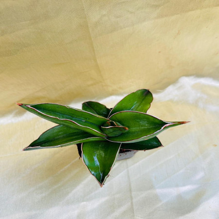 Sansevieria ehrenbergii