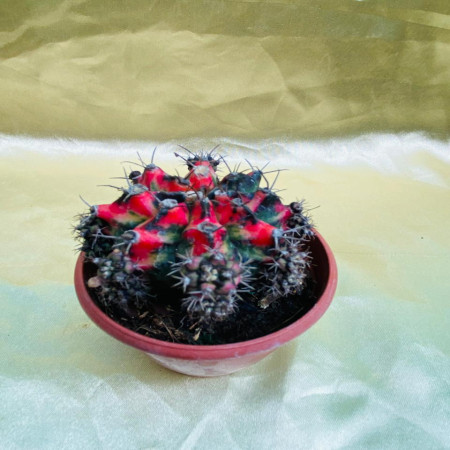 Gymnocalycium mihanovichii ‘Red’