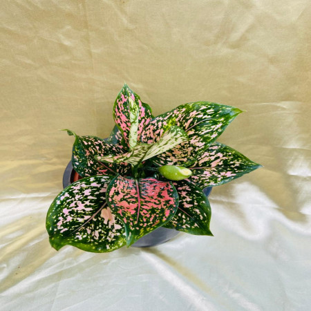 Aglaonema pink dotted