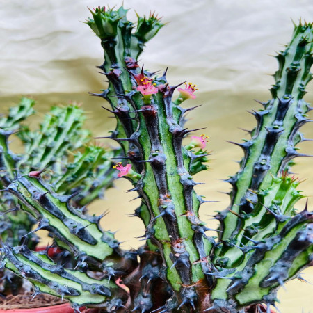 Euphorbia Spp. Nova