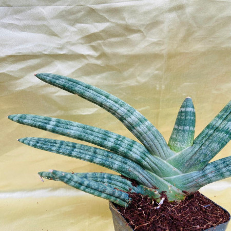 Sansevieria cylindrica